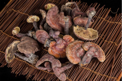 �人������ҽ�����״ι��������ݾ����䷽ ��������ʵ������