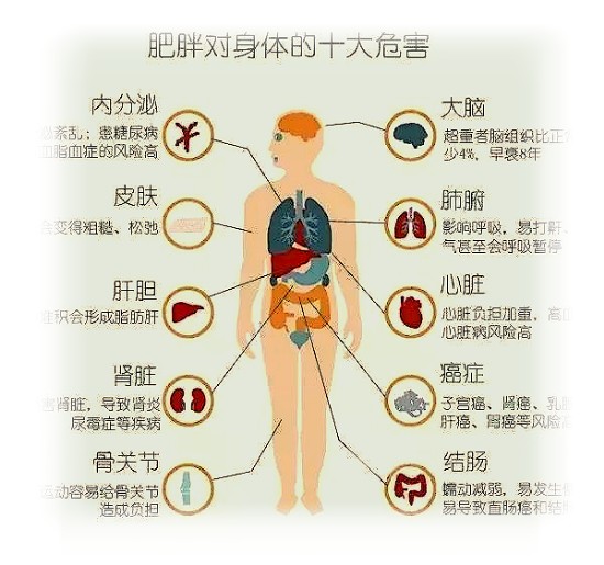 食创新生!饮食问题或将促进健康食品行业“爆发增长”